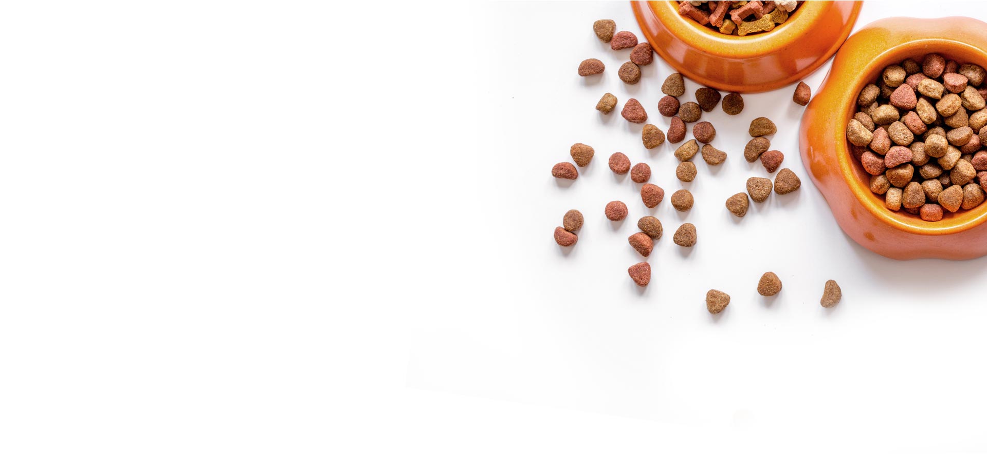 dog-food-bg-slider