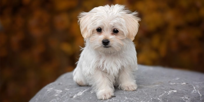Cachorro Puppy