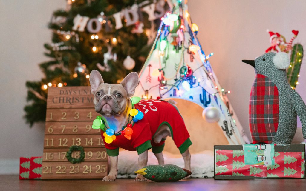 Cuidados com os animais no natal