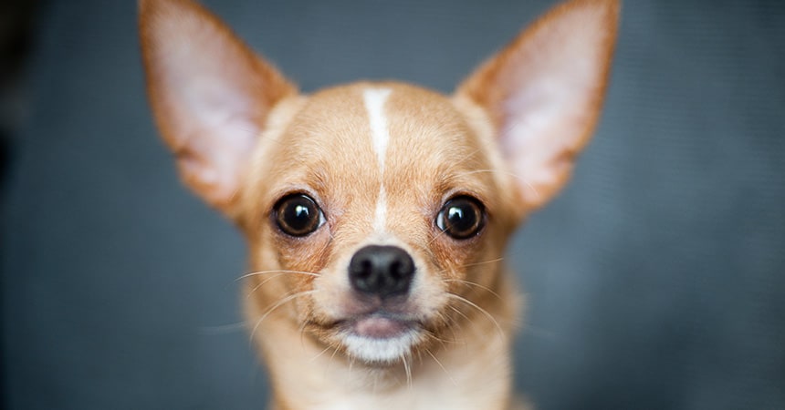 Chihuahua, o cão mais pequeno do mundo Estrela Animal