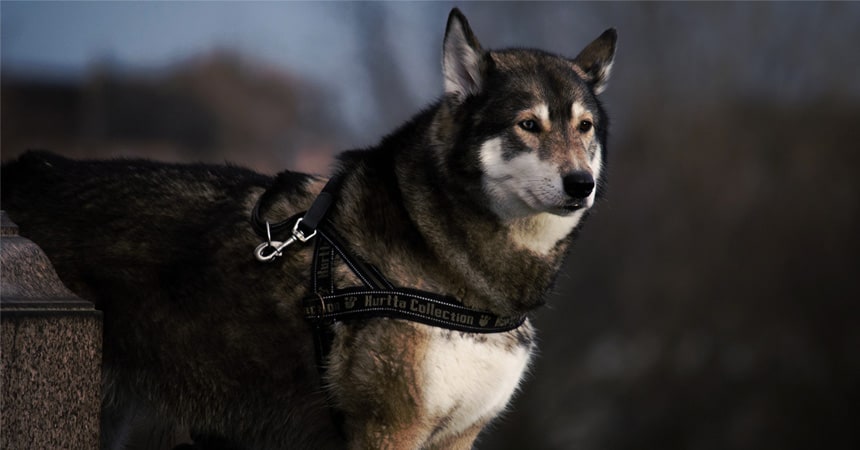 Husky Siberiano