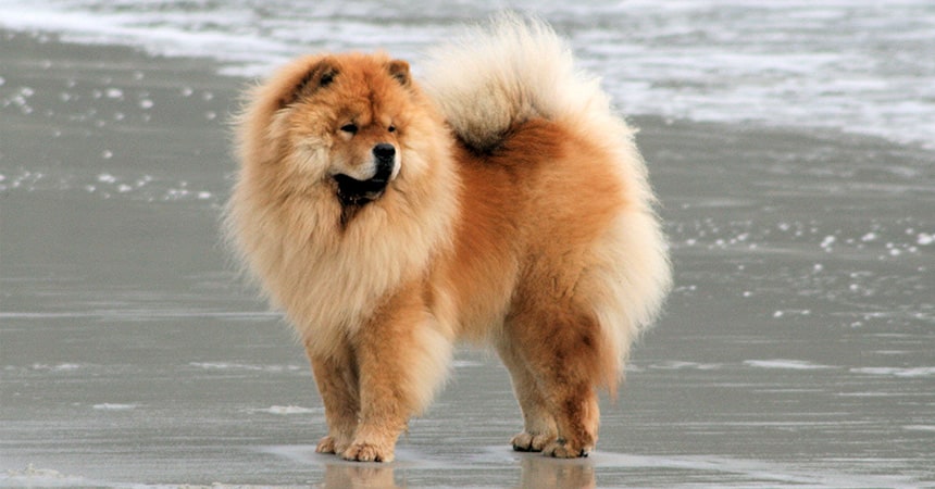Chow Chow - o cão chinês da língua azul - Estrela Animal