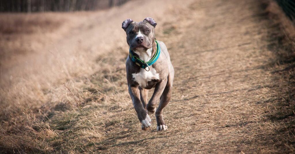 American Stafford Terrier