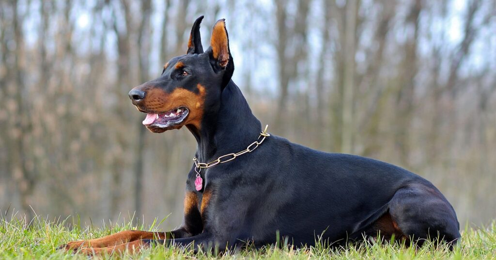 Doberman