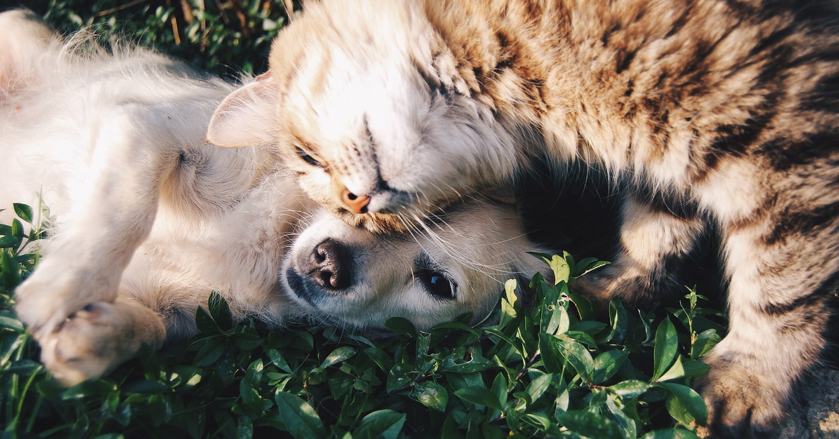 Dia Mundial dos Animais