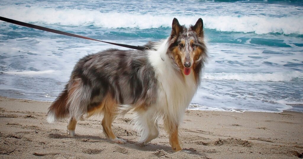 Rough Collie