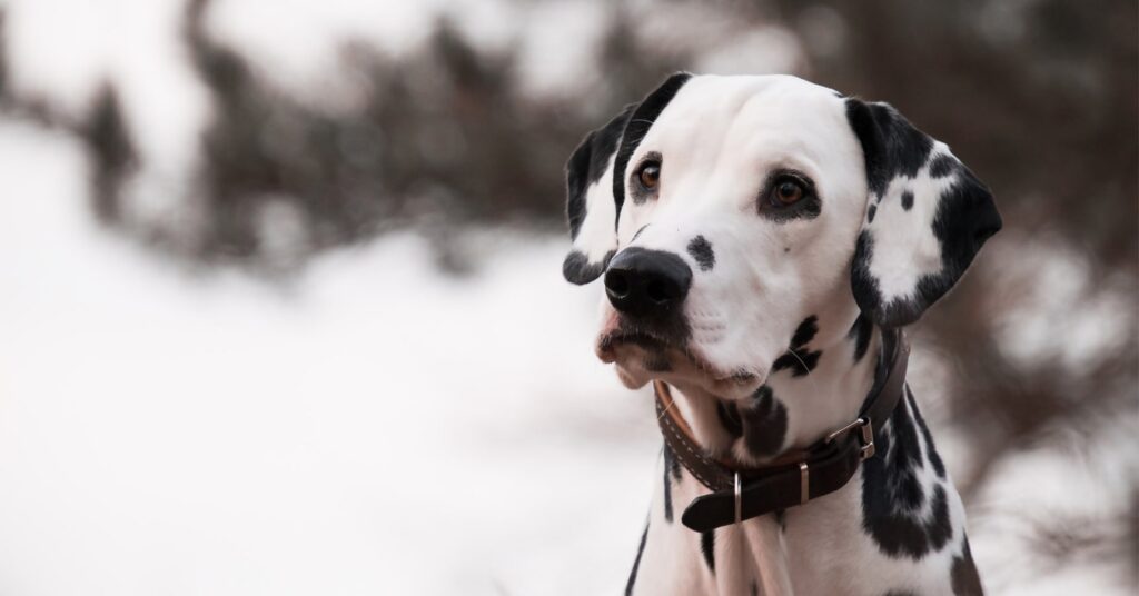 Cão Dálmata