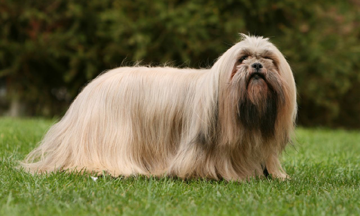 Lhasa Apso - Protetor dos mosteiros