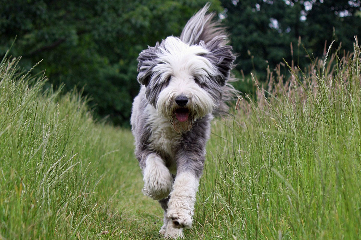 Bearded Collie