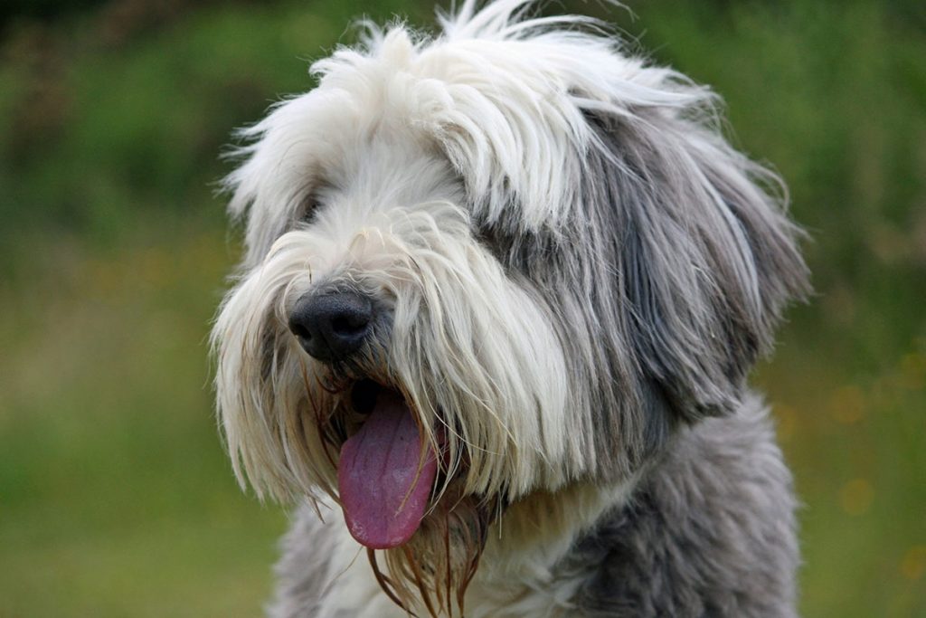 Bearded Collie