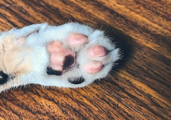 cuidar-das-patas-caes