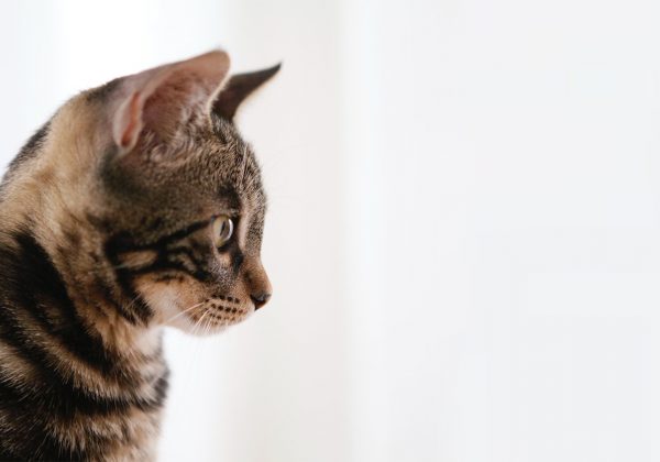 gato-golpe-de-calor-1