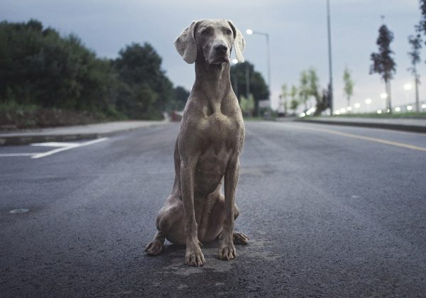 raca-cao-Weimaraner-1