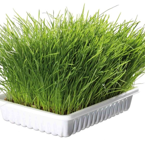 Recarga para Erva Gateira em Tabuleiro-18162